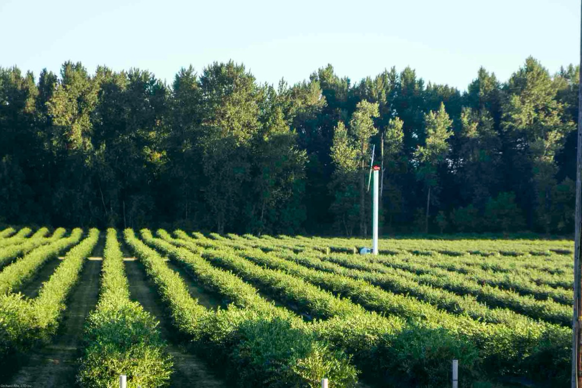 Clean orchard